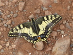 FZ007147 Swallowtail (Papilio machaon) butterfly.jpg